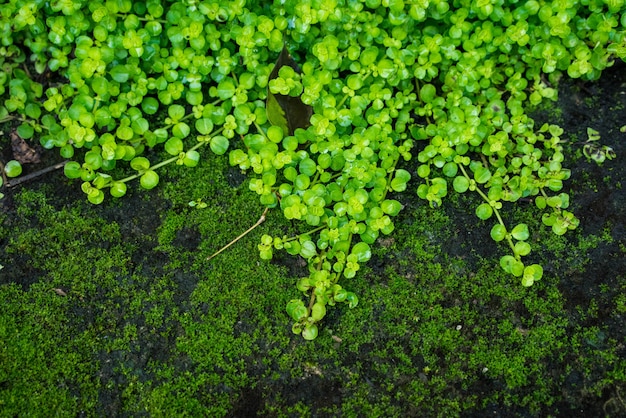 Fermez la belle forêt de mousse verte.