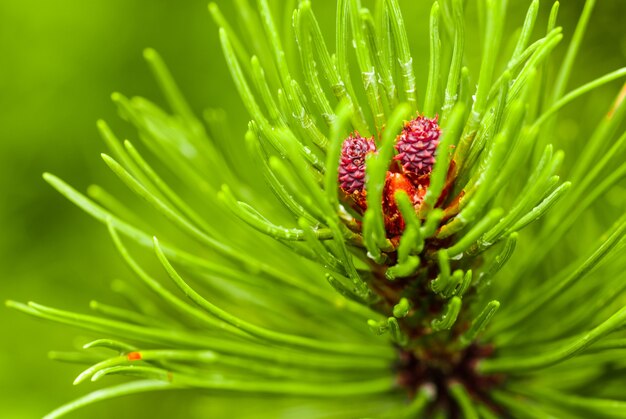 Fermez la branche des aiguilles de pin dans la forêt