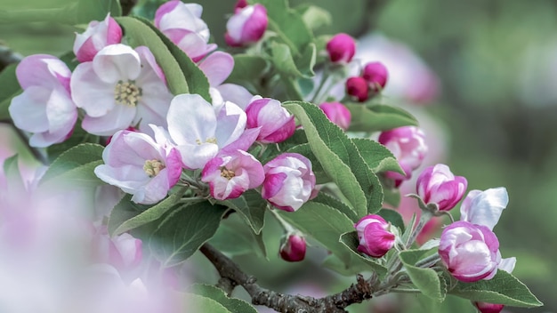 Fermez les branches du pommier sauvage en pleine floraison.