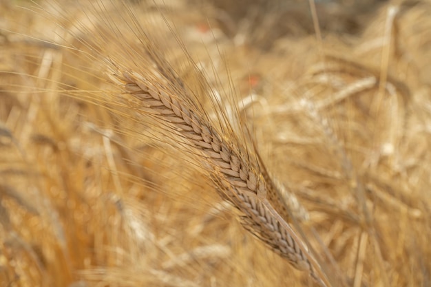 Fermez le champ de céréales pendant la saison des récoltes avec la lumière du soleil