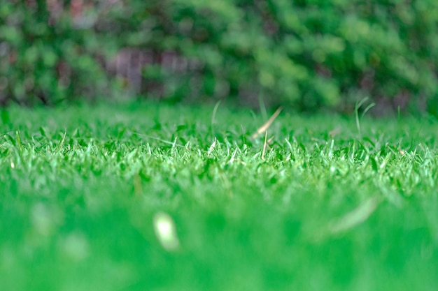 Fermez le champ d'herbe dans le jardin avec un arrière-plan flou.