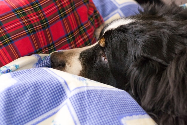 Fermez le chien de montagne bernois. Temps de sommeil. Chien dort sur le lit de l&#39;homme.