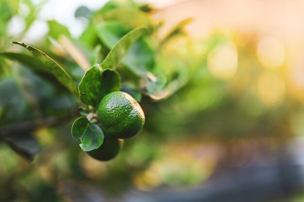 Fermez le citron vert et laissez-le dans le jardin avec espace de copie, concept populaire de fruit ou de légume.