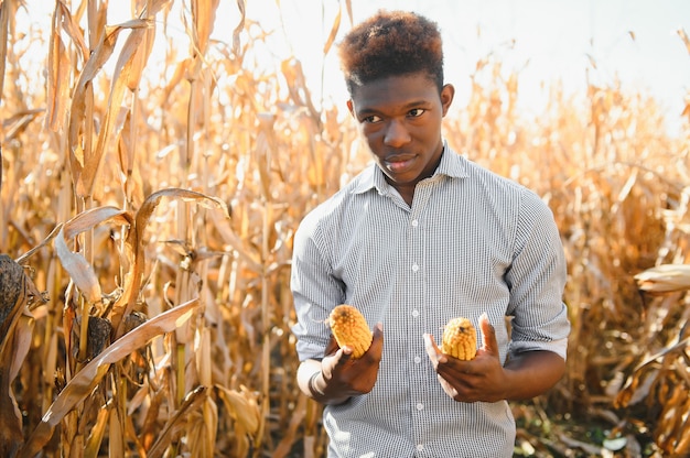 Fermez une exploitation de maïs par un agriculteur africain dans une terre agricole.