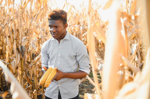 Fermez une exploitation de maïs par un agriculteur africain dans une terre agricole.