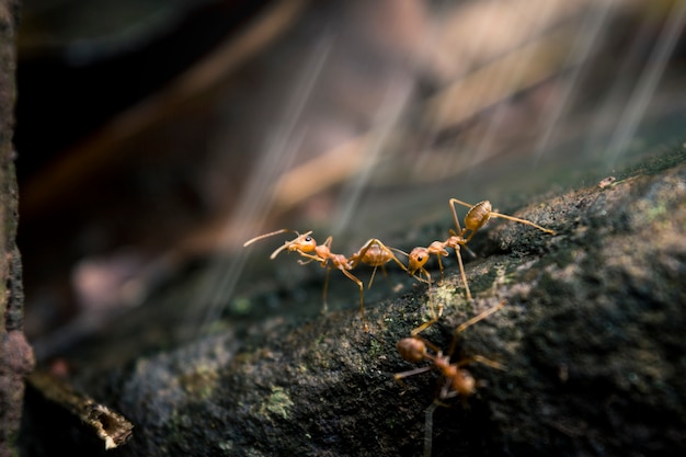 Fermez les fourmis