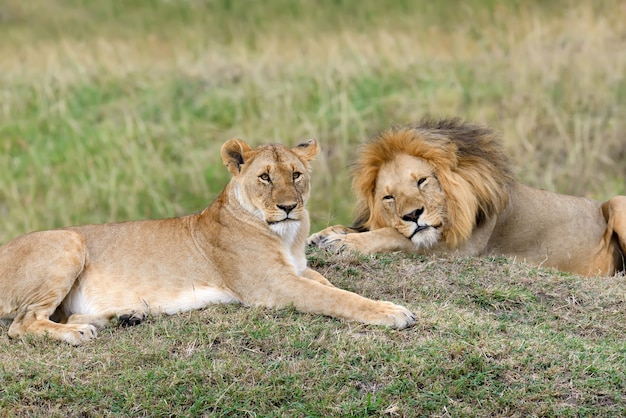 Fermez le lion dans le parc national du Kenya