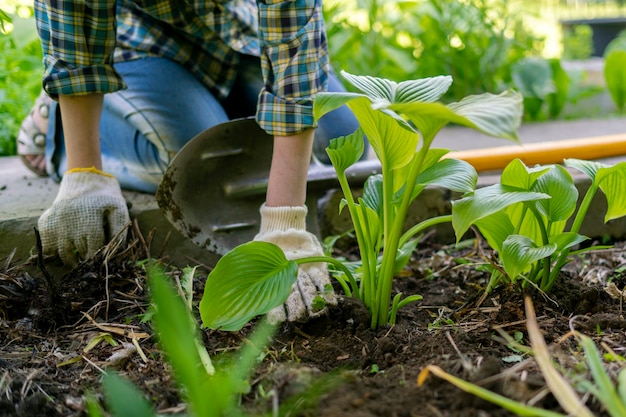 Fermez les mains d'un ouvrier de jardin dans des gants replantez de jeunes pousses