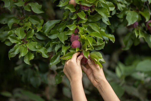 Fermez les mains récoltant des prunes dans le domaine