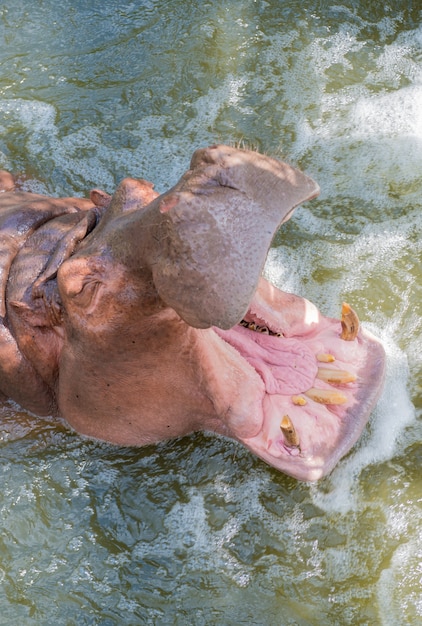 Photo fermez le museau de la bouche ouverte d'hippopotame.