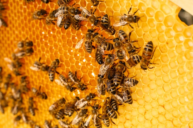 Fermez le nid d'abeilles dans une ruche en bois avec des abeilles. Concept d'apiculture.