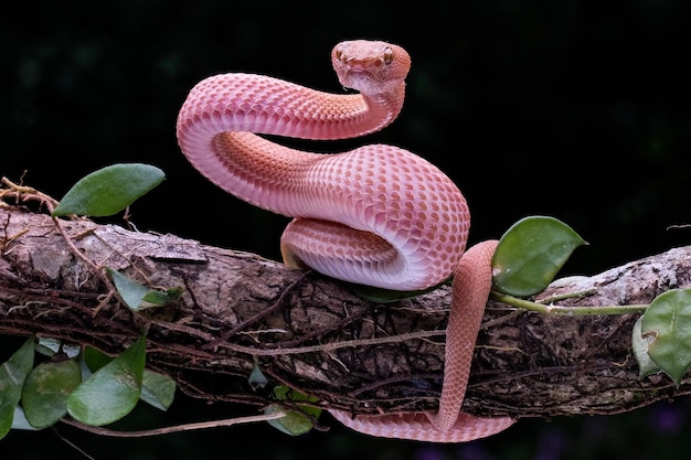 Photo fermez un serpent qui rampe sur une branche d'arbre