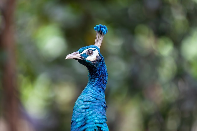 Fermez les visages et les plumes sur la tête de paon.