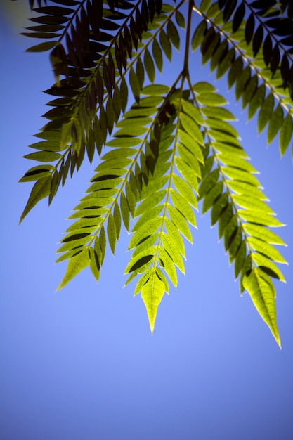 Fermez la vue macro d’un type de feuille d’arbre identique à des feuillets pennés.