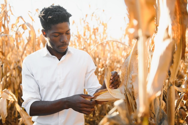 Un fermier africain se tient dans le champ de plantation de maïs