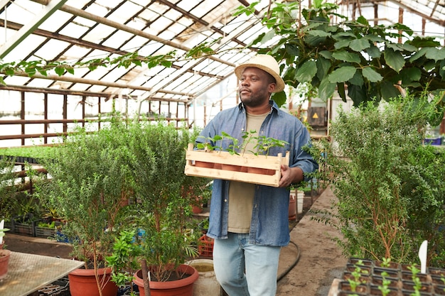 Fermier africain transportant une boîte avec de jeunes plantes, il travaille en serre et prend soin des plantes