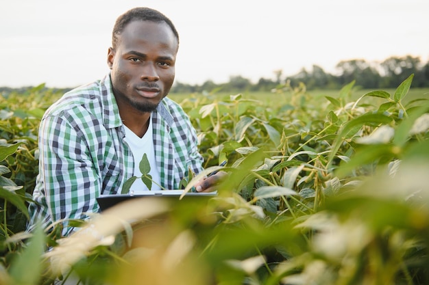 Fermier afro-américain dans un champ de soja au coucher du soleil