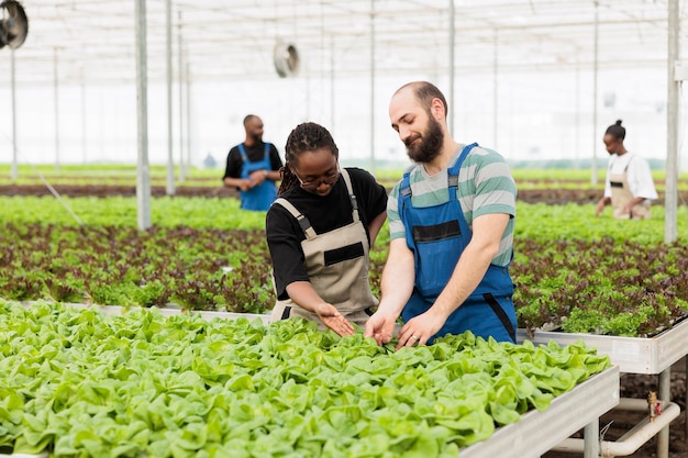 Fermier afro-américain et homme caucasien faisant le contrôle de la qualité de la culture de laitue bio satisfait des résultats dans une ferme de serre biologique. Diverses personnes inspectant les feuilles vertes pour les ravageurs avant la récolte.