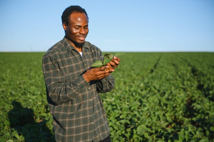 Un fermier ou un agronomiste afro-américain inspecte le soja dans un champ au coucher du soleil