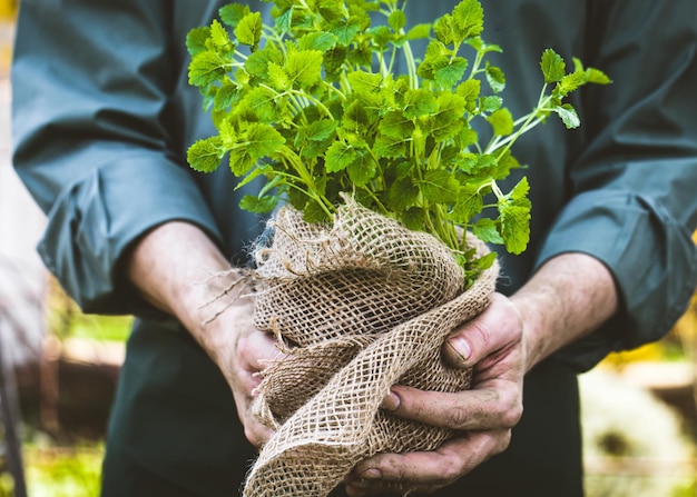 Photo fermier aux herbes