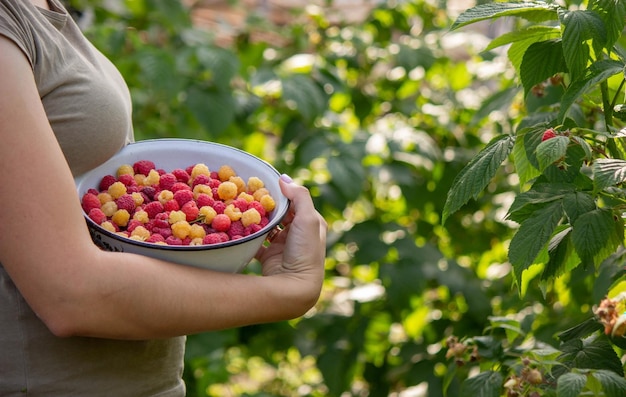 Le fermier collecte des framboises framboises dans un bol Focus sélectif