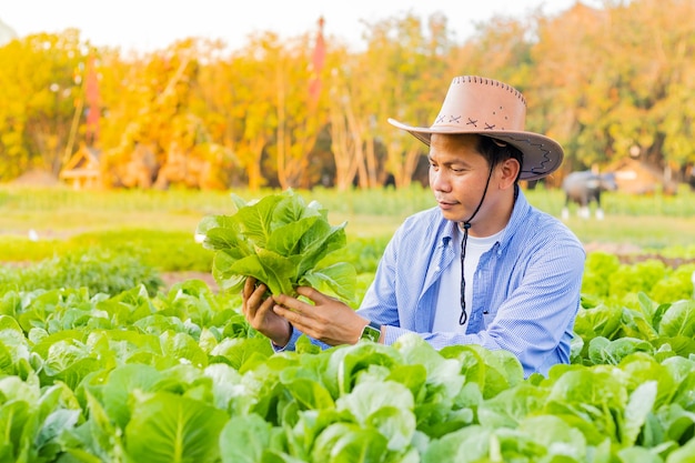 Fermier cueillant des légumes romains le soir