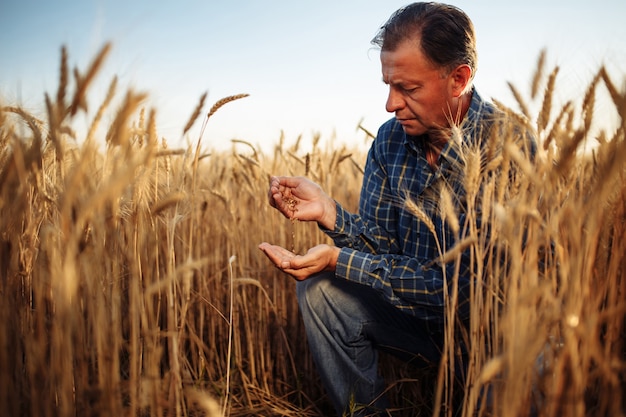 Le fermier est assis au milieu du champ de blé doré vérifiant la qualité des grains.