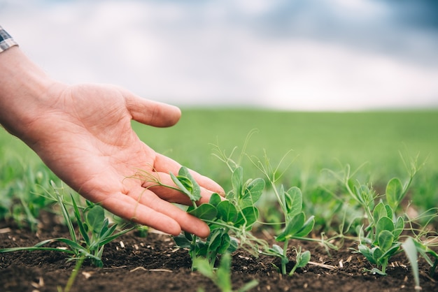 Le fermier étudie le développement des pois légumes. Le fermier prend soin des pois verts dans le champ. Le concept d'agriculture