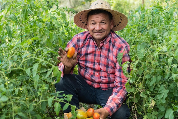 Fermier hispanique inspectant les tomates dans le champ