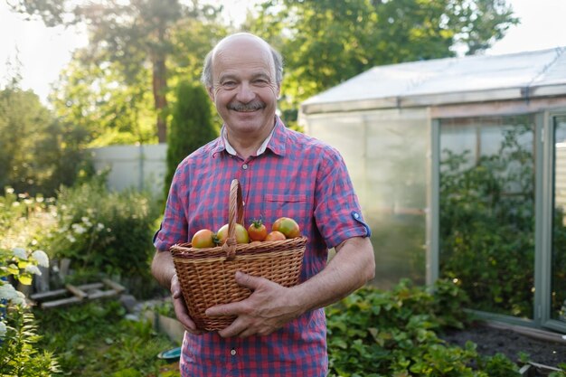 Fermier hispanique senior cueillant des tomates dans un panier