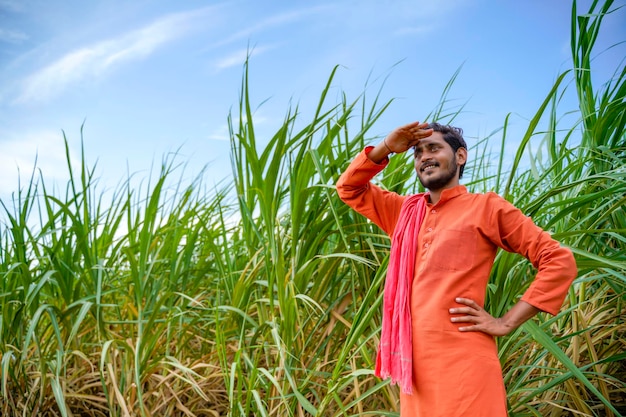 Fermier indien au champ vert de l'agriculture de la canne à sucre.