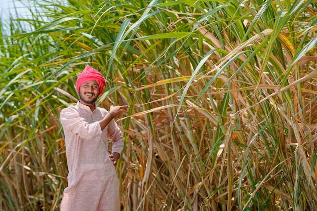 Fermier indien au champ vert de l'agriculture de la canne à sucre.