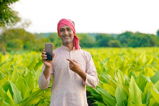 Fermier indien montrant un smartphone dans un champ de curcuma vert