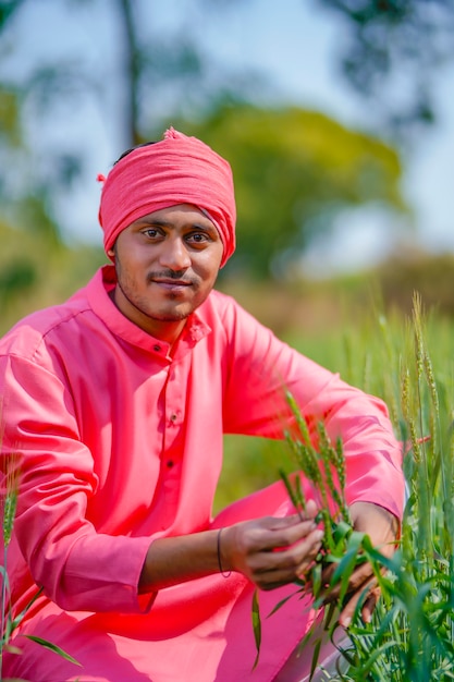 Fermier indien tenant une plante en main au champ de blé