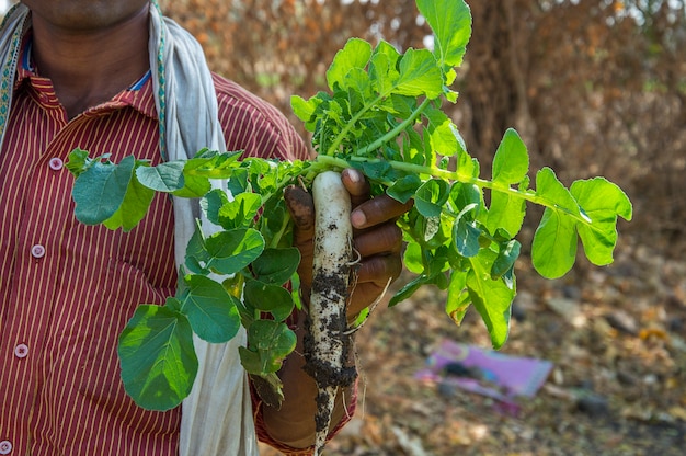 Fermier indien tenant le radis dans les mains à la ferme biologique