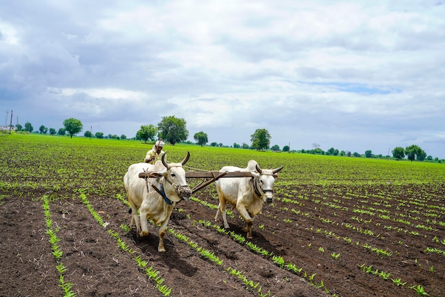 Fermier indien travaillant sur un champ de pois cajan verts avec taureau