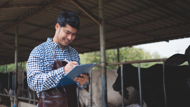 Fermier masculin vérifiant son bétail et la qualité du lait dans la ferme laitière Concept d'agriculture et d'élevage de l'industrie agricole Vache sur la ferme laitière mangeant du foin