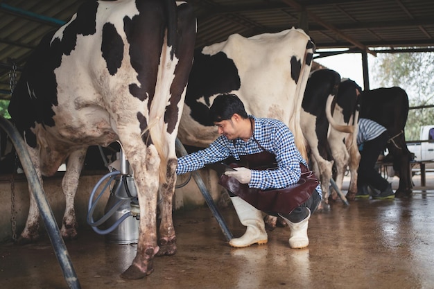 Fermier masculin vérifiant son bétail et la qualité du lait dans la ferme laitière Concept d'agriculture et d'élevage de l'industrie agricole Vache sur la ferme laitière mangeant du foin
