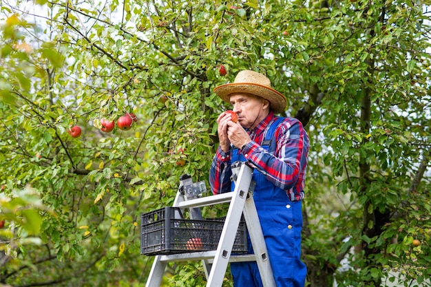 Fermier en position générale sur l'échelle et tenant une pomme Fermier appréciant l'odeur de la pomme cultivée par lui-même dans son verger