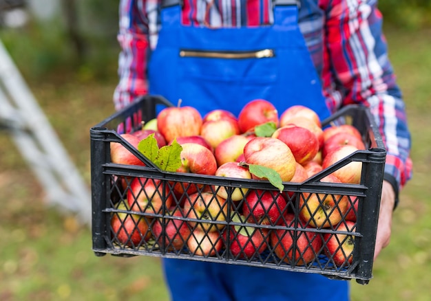 Fermier prenant un panier de pommes. Jardin vert et sain de fruits frais.