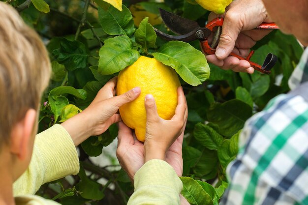 Fermier principal avec un jeune garçon récoltant des citrons de l'arbre