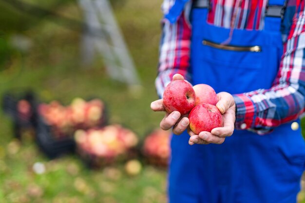 Fermier professionnel tenant dans les mains des pommes mûres rouges. Agriculteur détenant des pommes mûres fraîches.