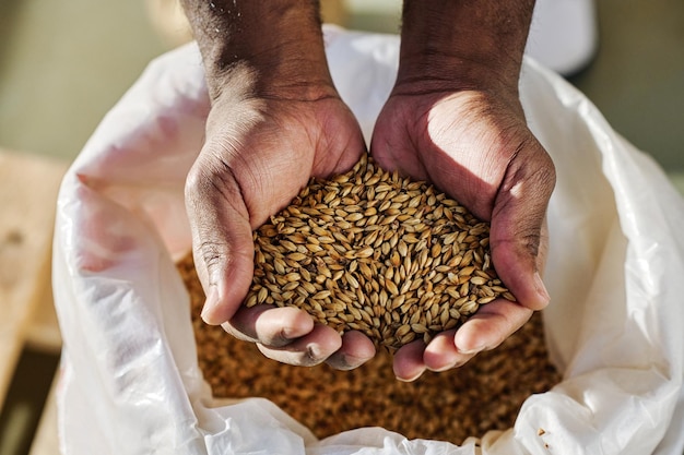 Fermier récoltant du blé mûr à l'extérieur