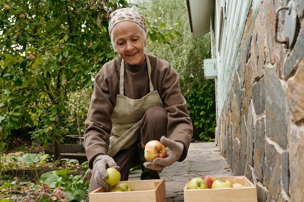 Fermier senior assis sur des squats devant deux caisses en bois avec des pommes mûres