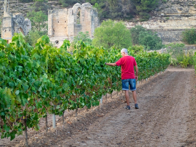 Fermier senior dans un champ de vigne portant un t-shirt rouge et un short regardant les vendanges