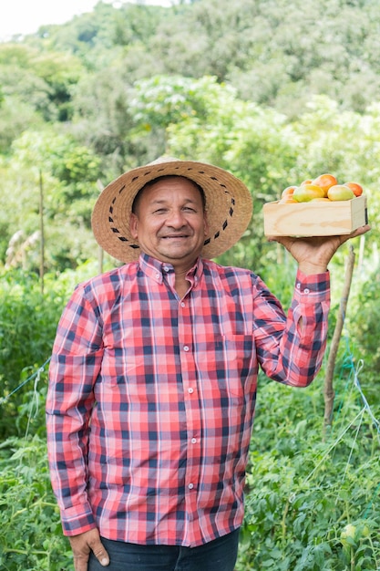 Fermier souriant portant un panier de tomates biologiques fraîchement récoltées du champ