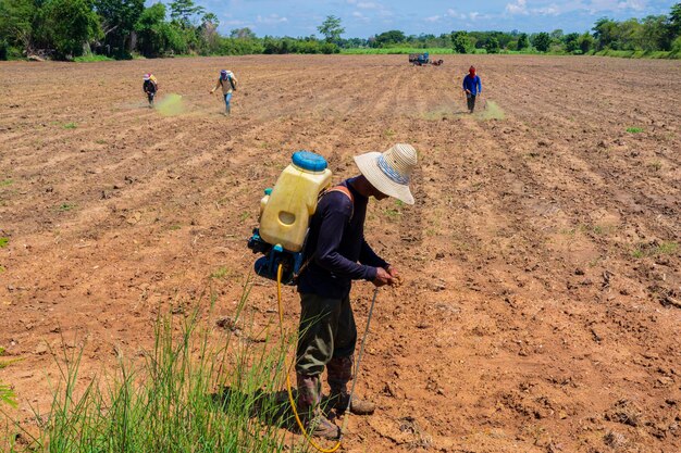 Fermier thaïlandais pulvérisant un insecticide dans une rizière Contrôle du dispositif de pulvérisation de confiture