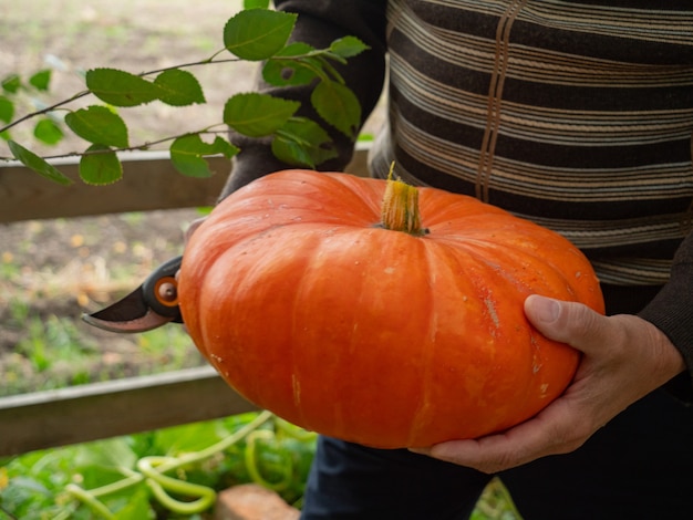 Le fermier tient une grosse citrouille dans les mains