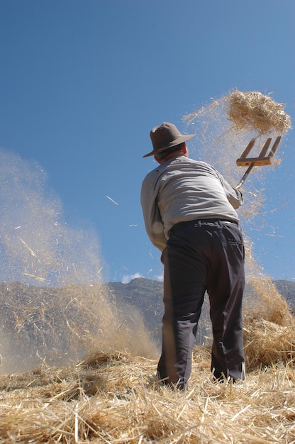 Photo un fermier travaillant dans un champ de blé avec une gerbe de paille