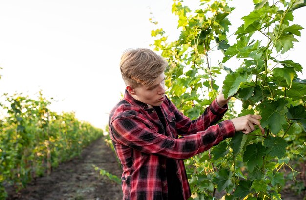 Le fermier vérifie les vignes pour la maladie